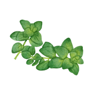 Oregano